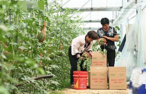 新瓜最新爆料河北,揭秘背后惊人真相  第1张